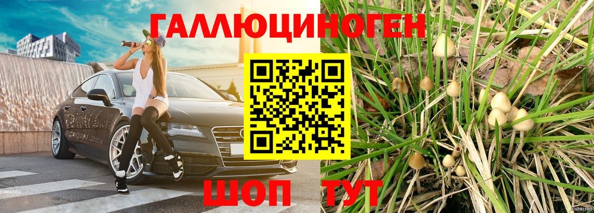 Галлюциногенные грибы Psilocybine cubensis  Мурманск 